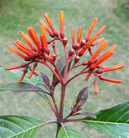  Inflorescence